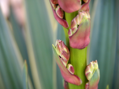 [A tiny, tightly petaled bud peeps from between the stalk and a purplish leaf attached to the stalk.]